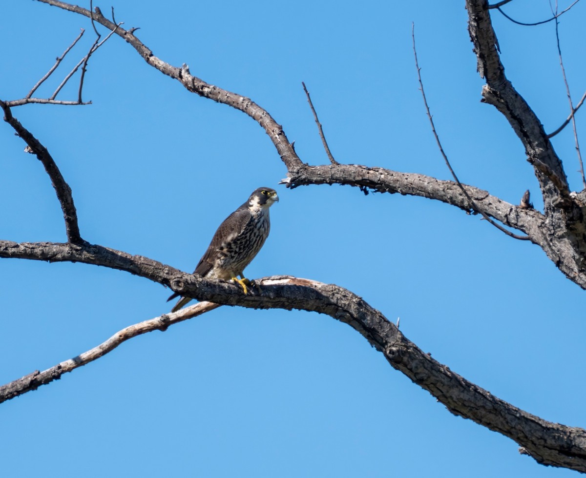 Halcón Peregrino - ML633101983