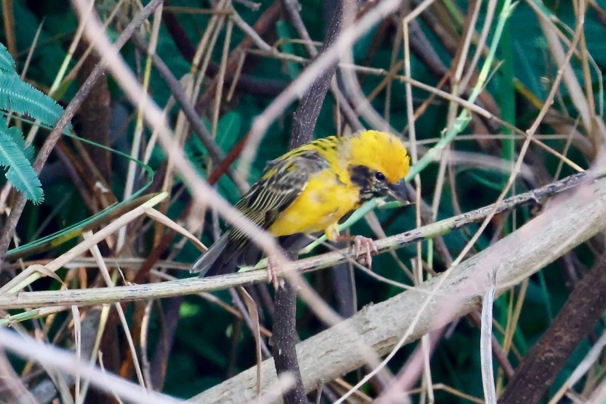 Asian Golden Weaver - Joost Foppes