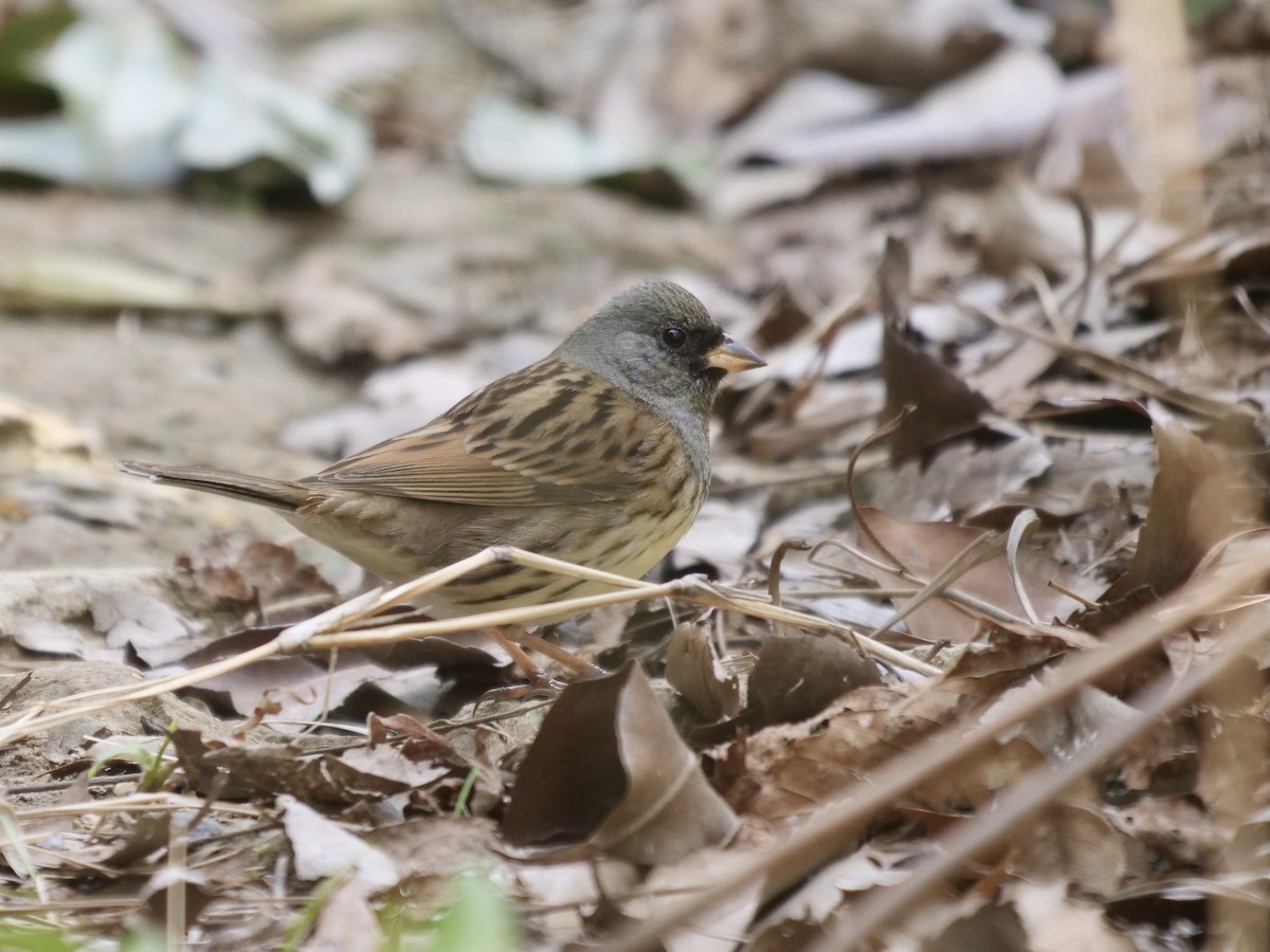 シベリアアオジ - ML633102170