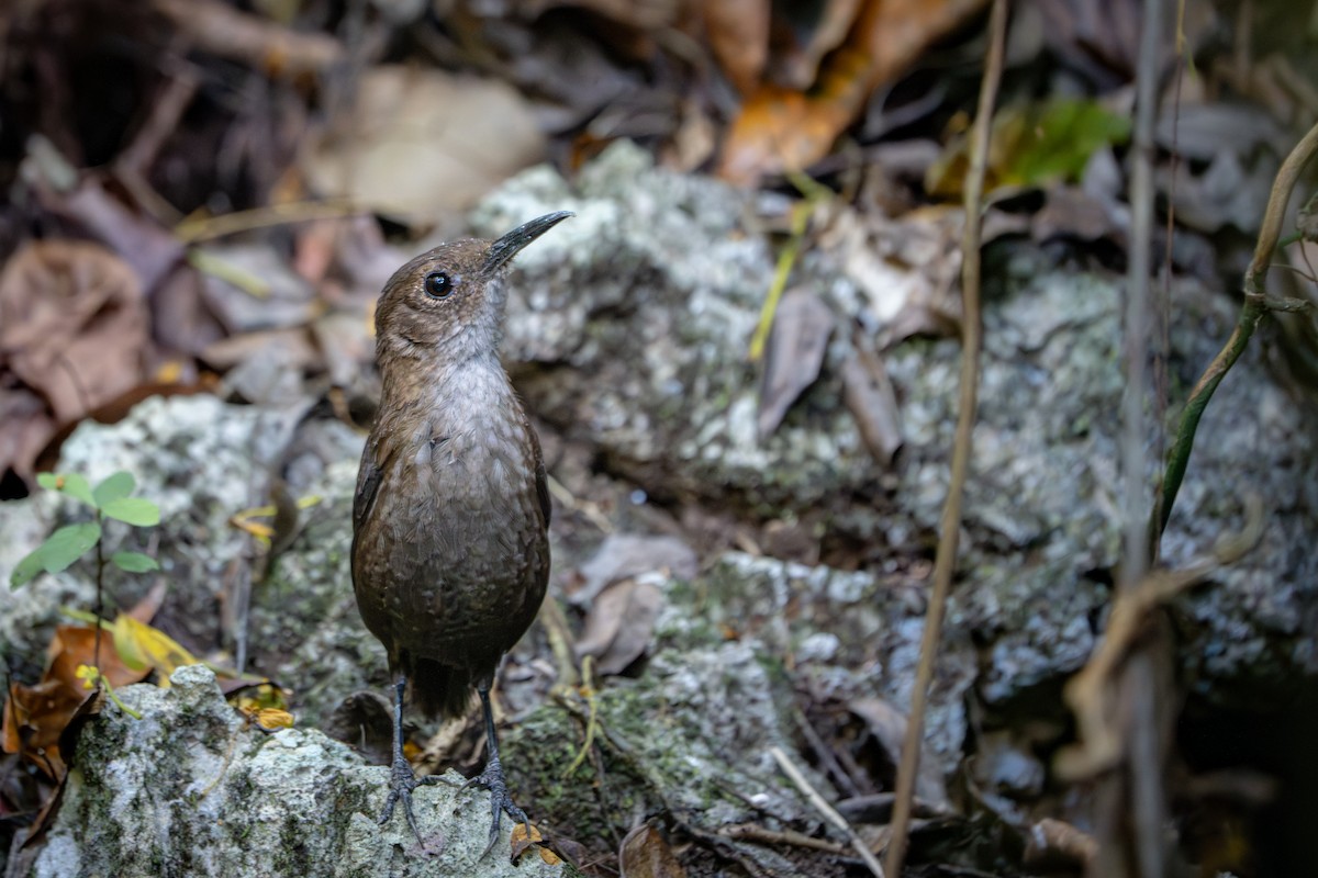 Nava's Wren - ML633102308