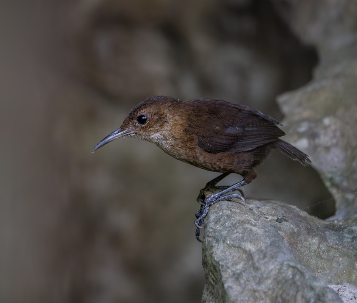 Nava's Wren - ML633102314