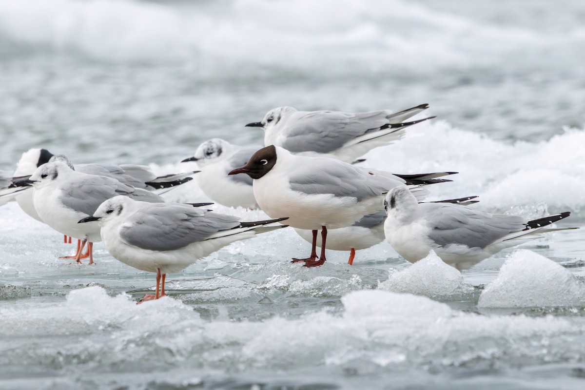 Black-headed Gull - Brad Reinhardt