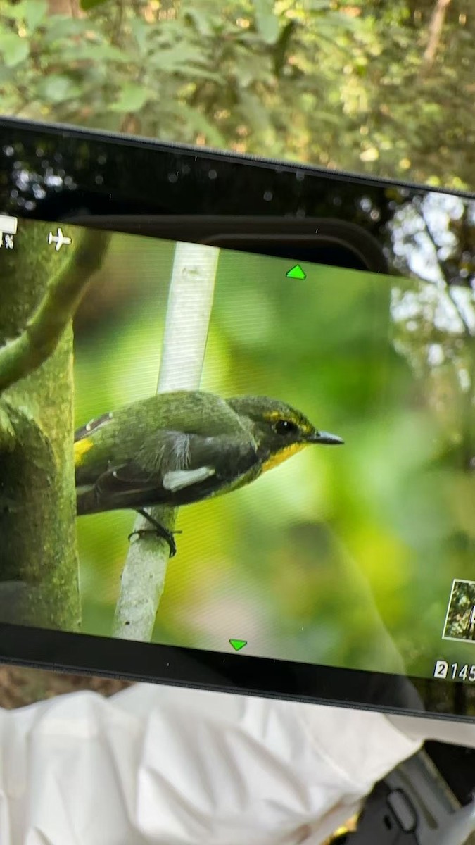 Ryukyu Flycatcher - ML633102470