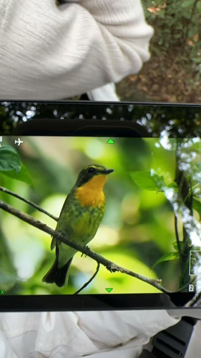 Ryukyu Flycatcher - ML633102493