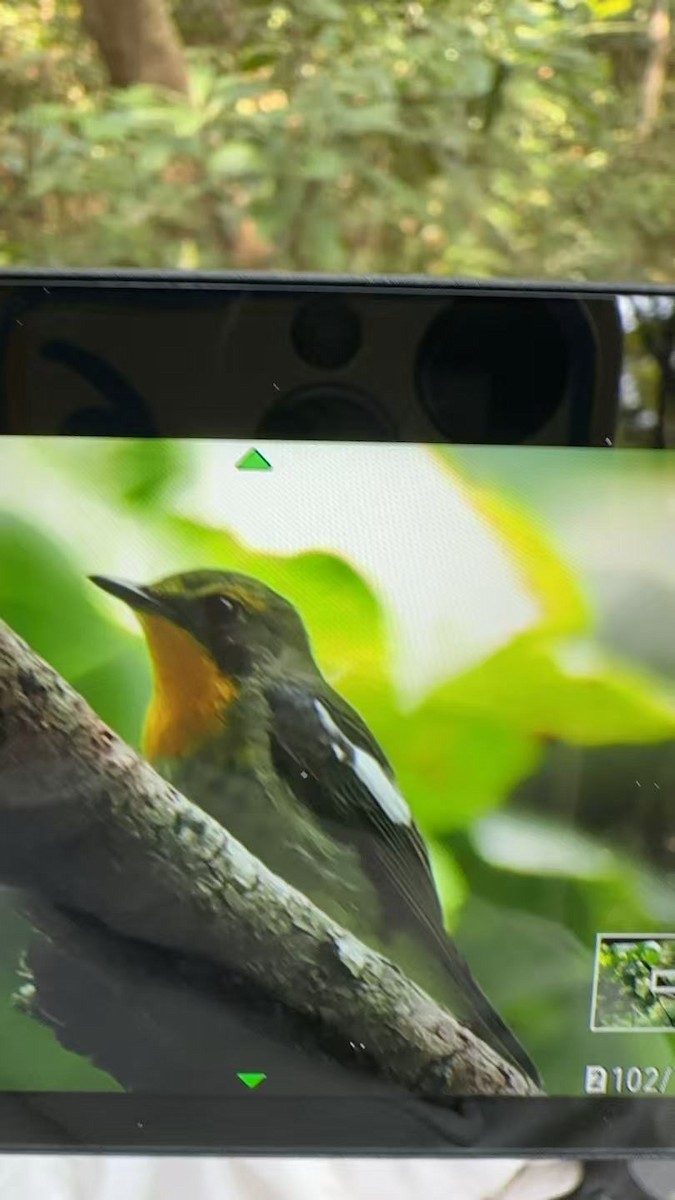 Ryukyu Flycatcher - ML633102507