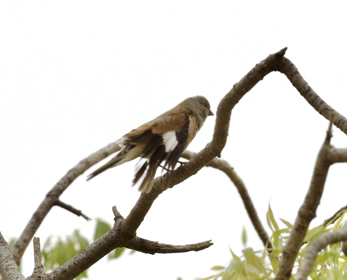 Yemen Linnet - ML633102603