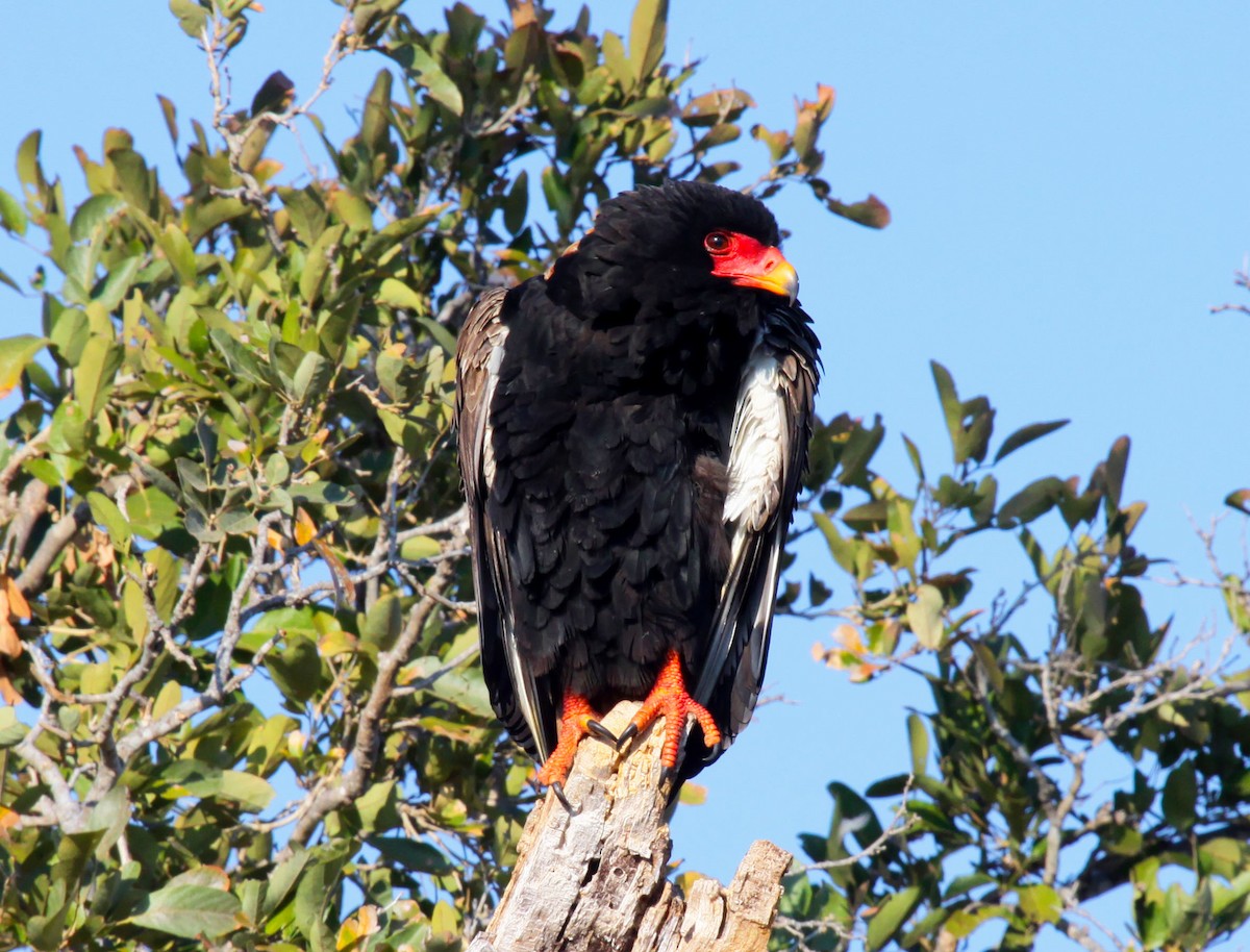 Bateleur - ML633102613