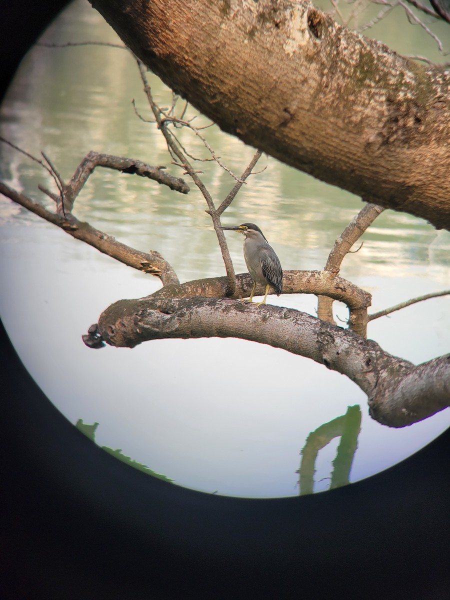 Little Heron - ML633103069