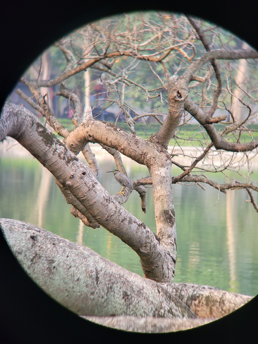 Little Heron - ML633103070