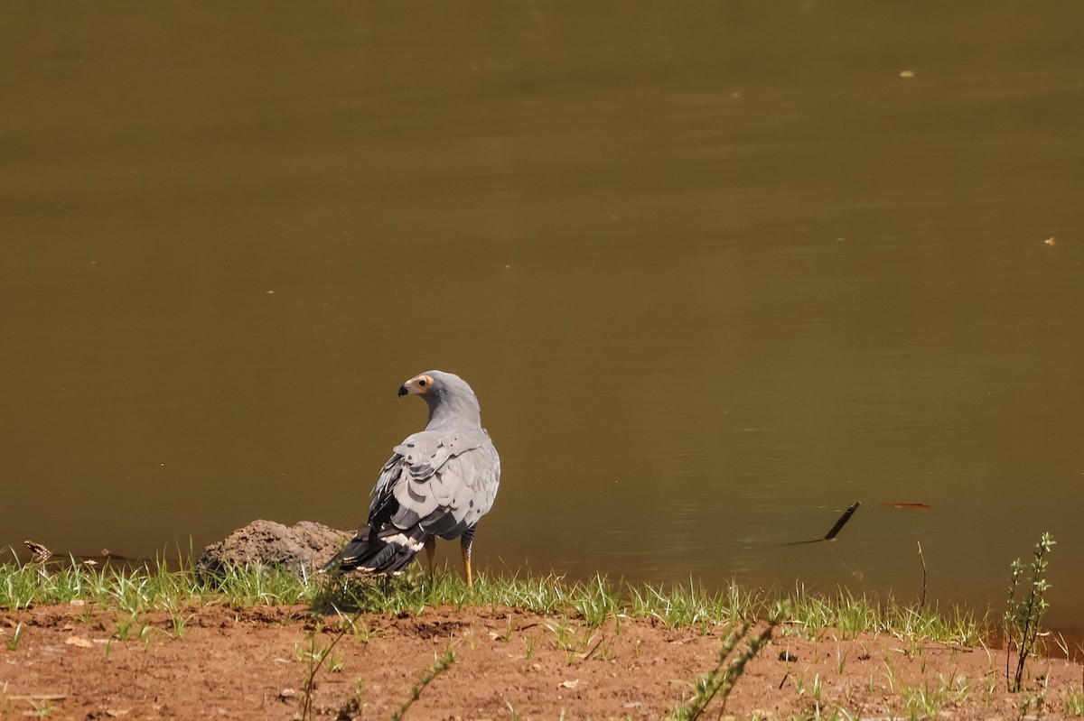 African Harrier-Hawk - ML633103092