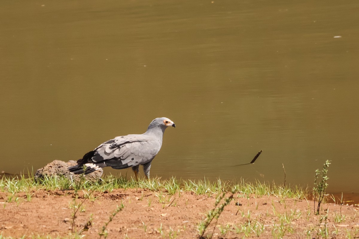 African Harrier-Hawk - ML633103093
