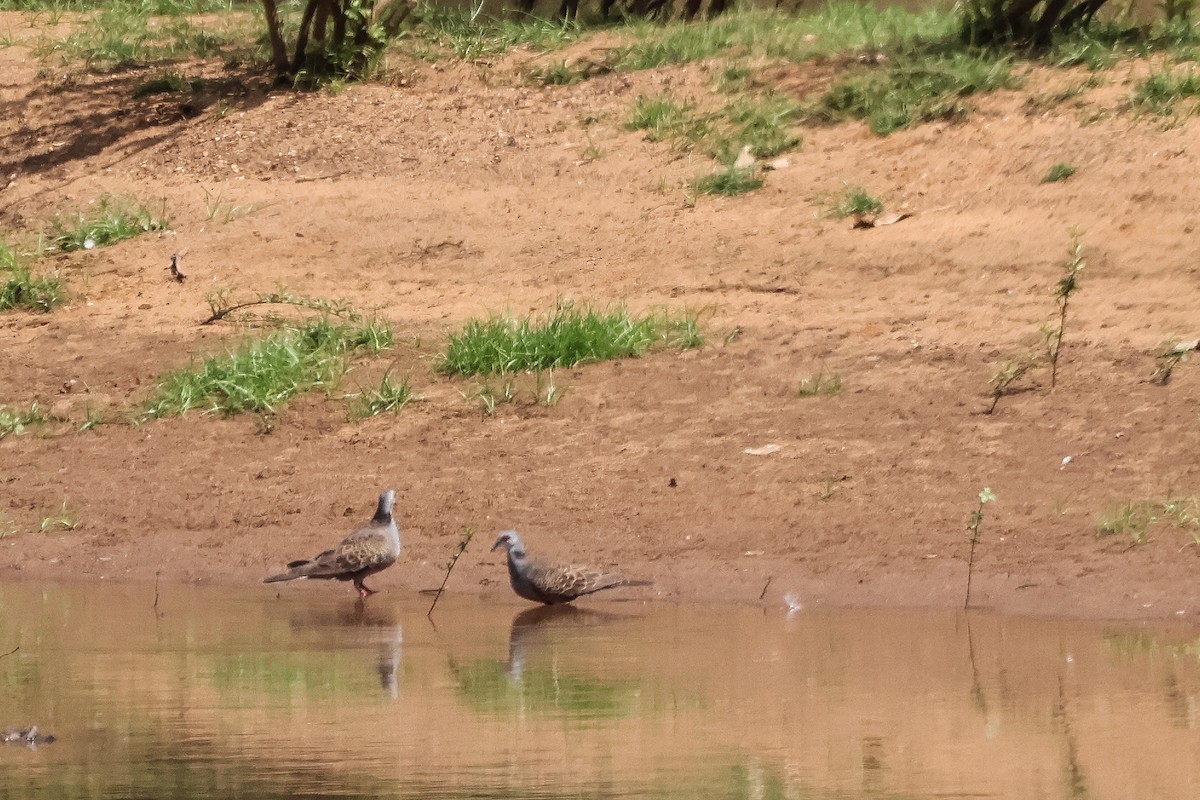 Adamawa Turtle-Dove - ML633103094