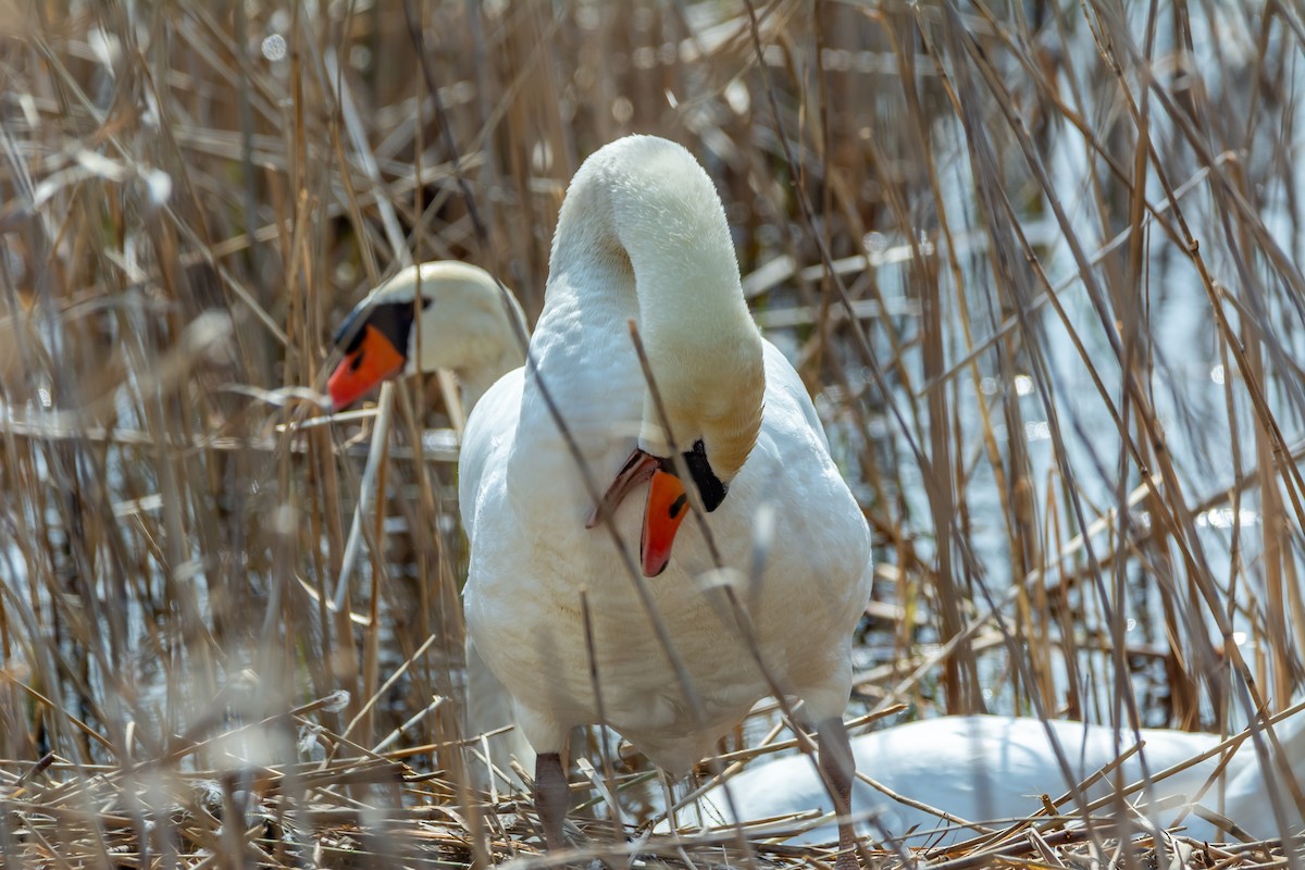 Mute Swan - ML633103095