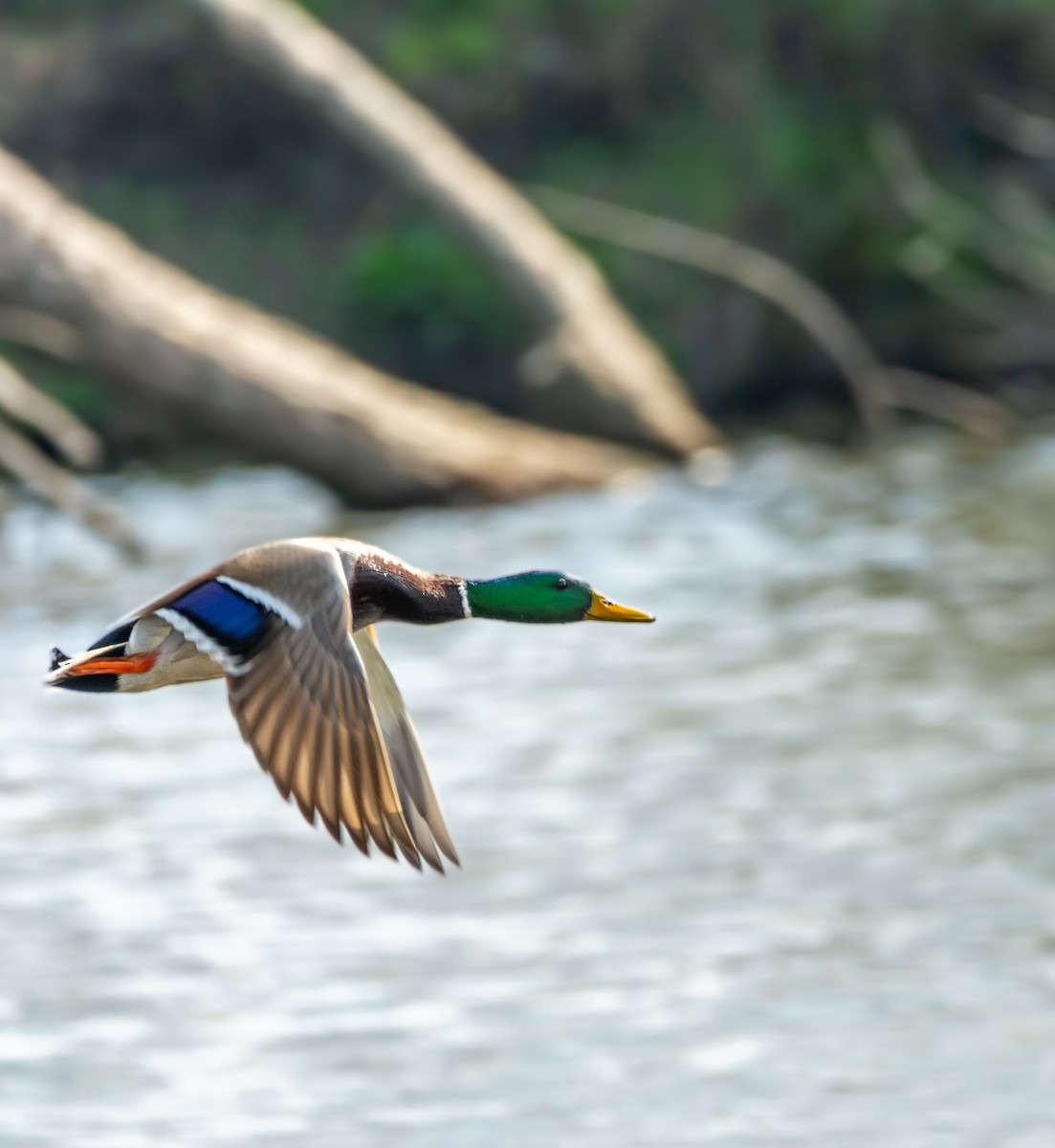 Mallard - ML633103101