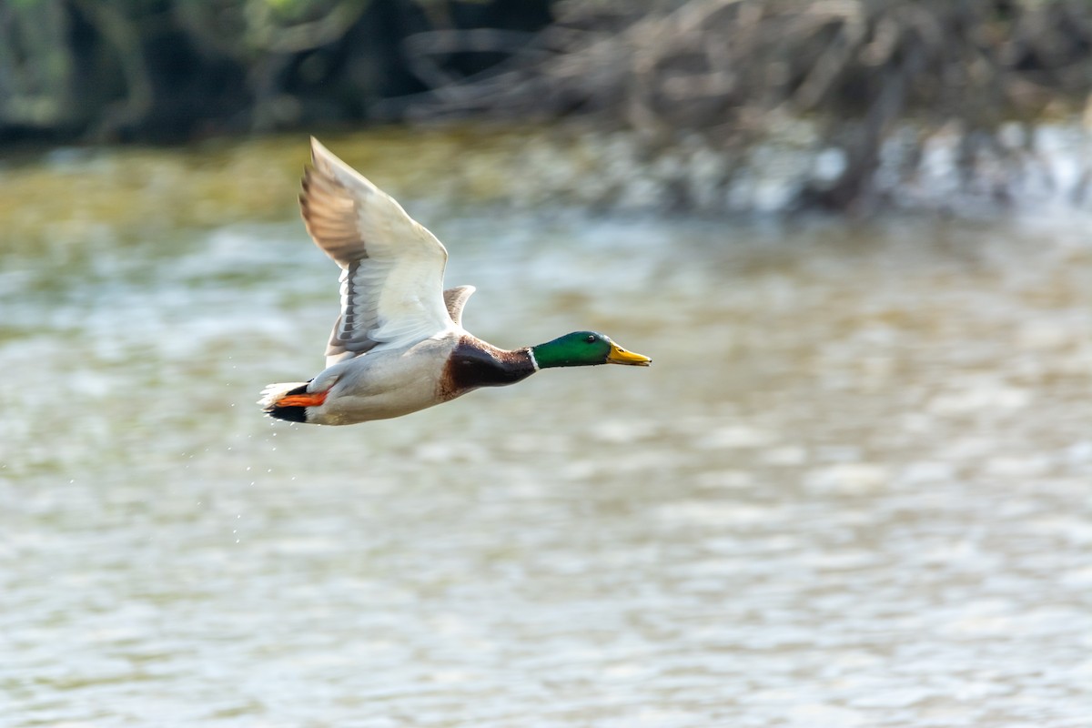 Mallard - ML633103103