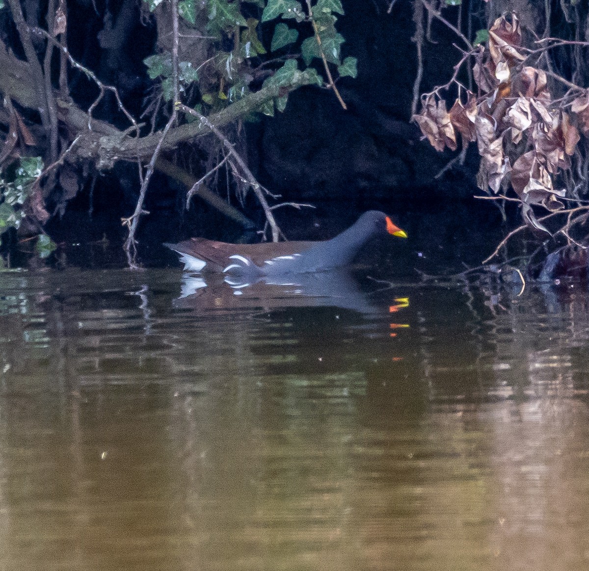Eurasian Moorhen - ML633103107