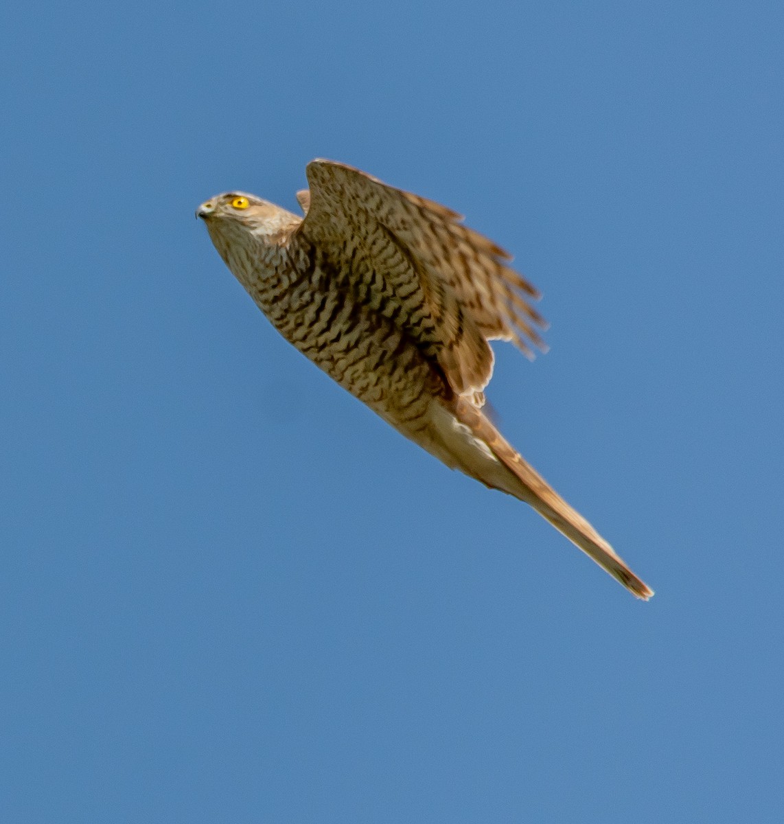 Eurasian Sparrowhawk - ML633103114