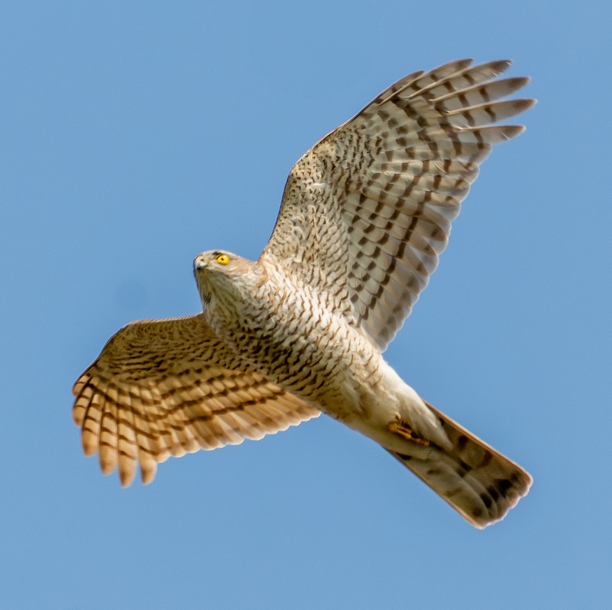 Eurasian Sparrowhawk - ML633103115