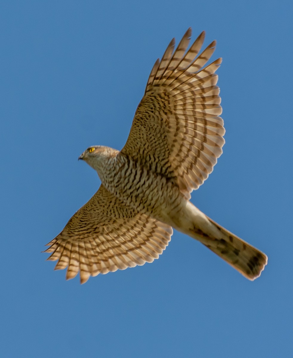 Eurasian Sparrowhawk - ML633103116