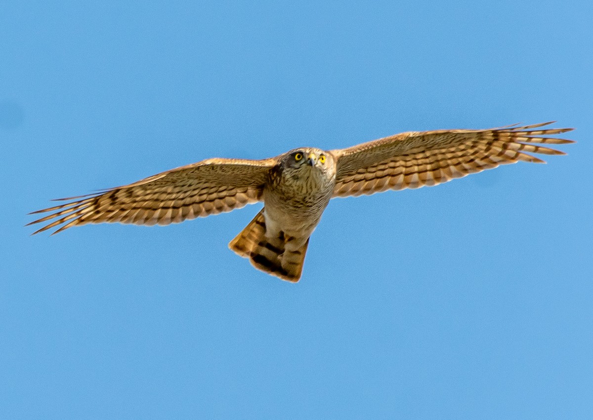 Eurasian Sparrowhawk - ML633103117