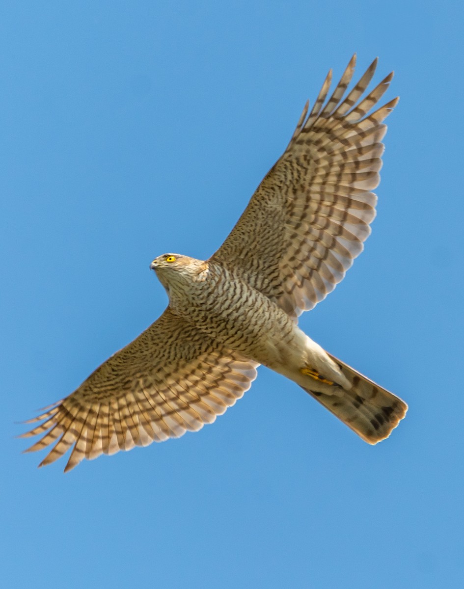 Eurasian Sparrowhawk - ML633103118