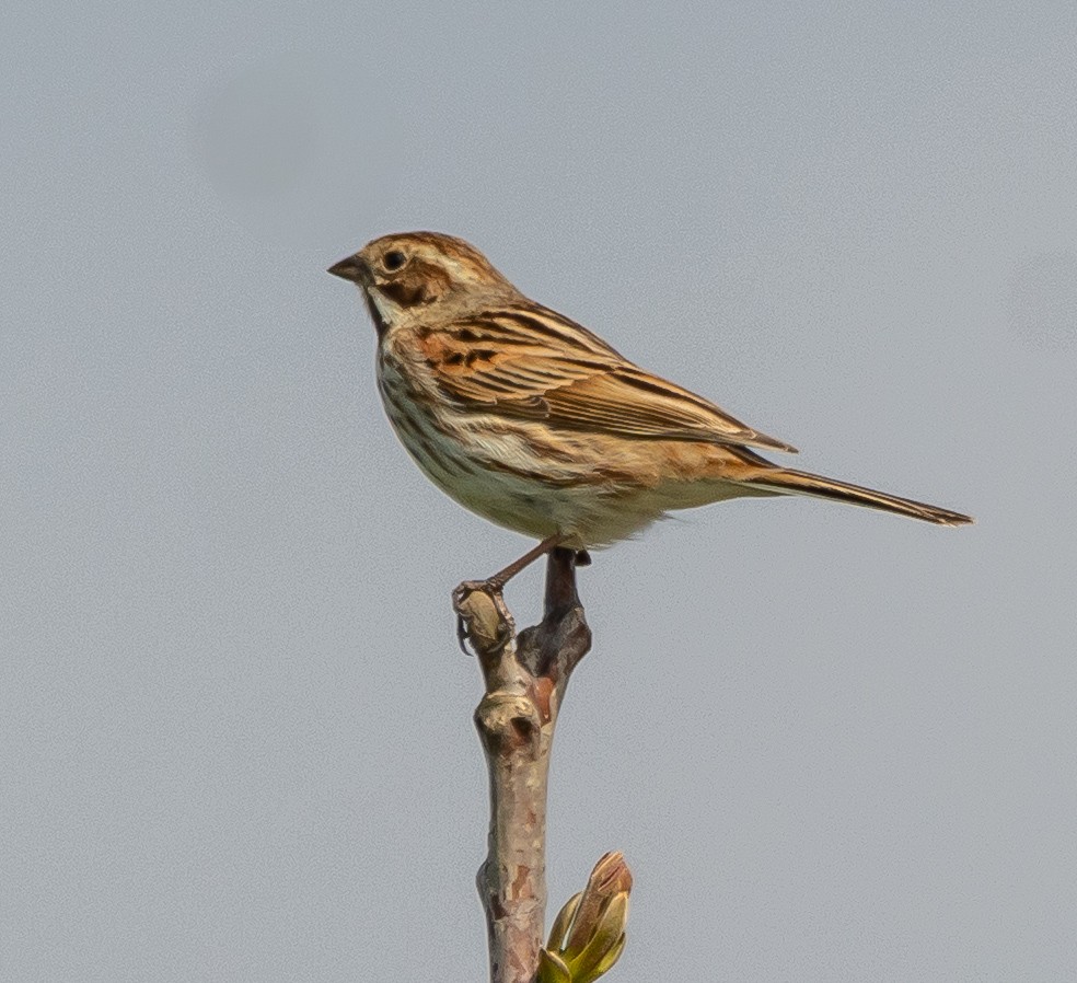 Reed Bunting - ML633103131