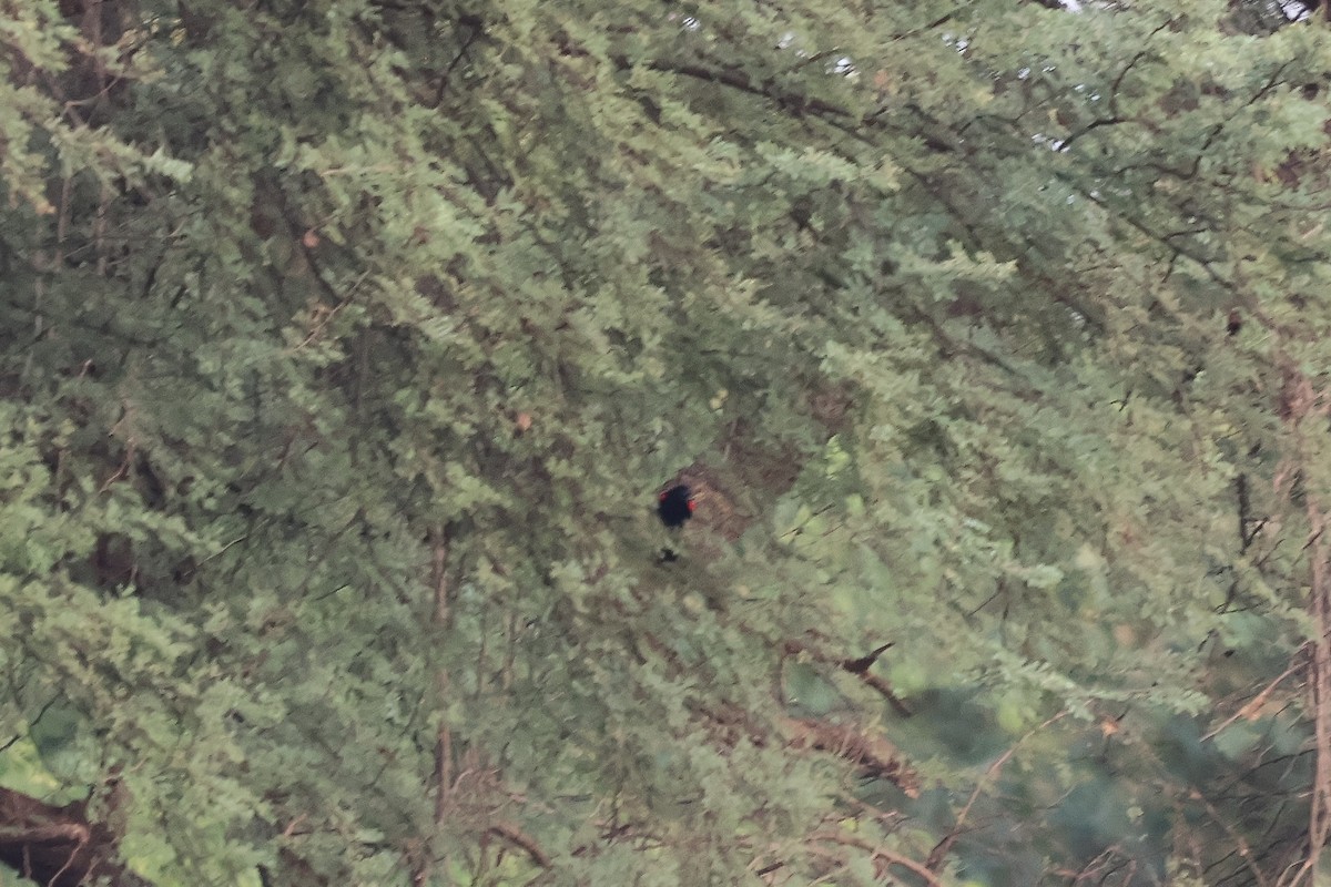 Red-shouldered Cuckooshrike - ML633103149
