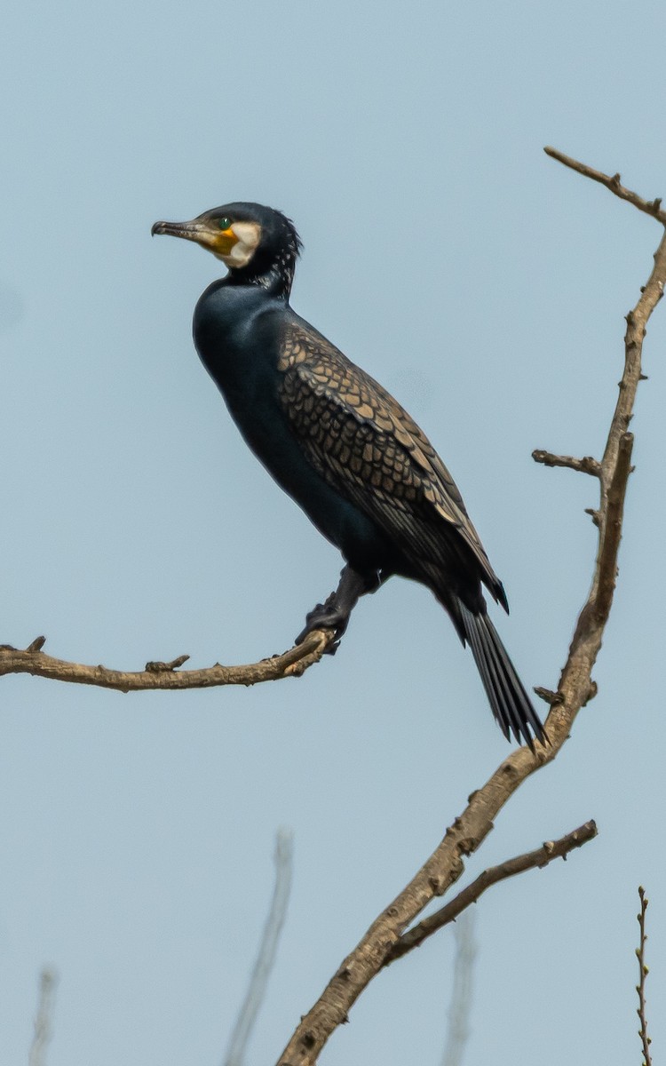 Great Cormorant - ML633103185