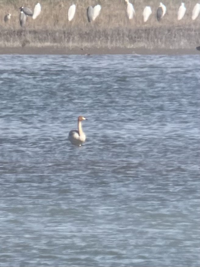 Whooper Swan - ML633103206