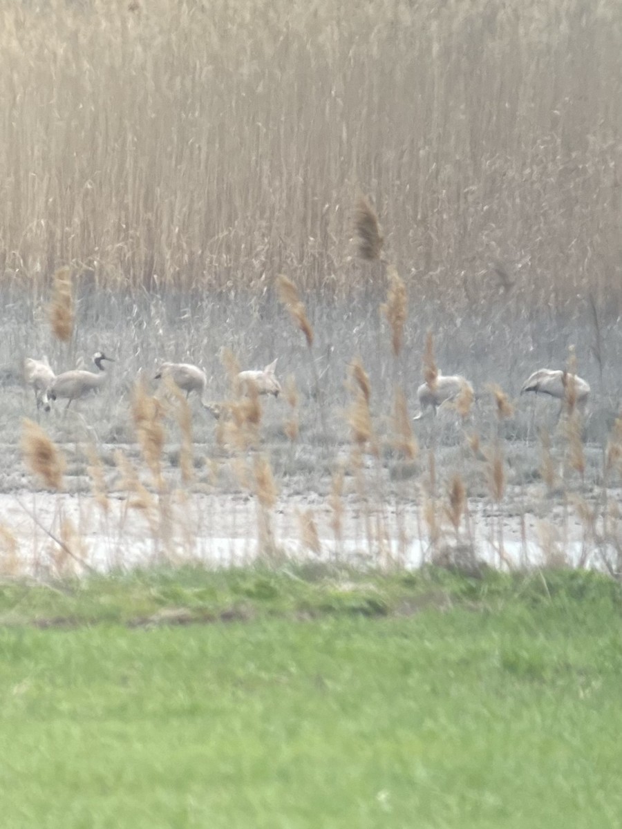 Common Crane - ML633103217
