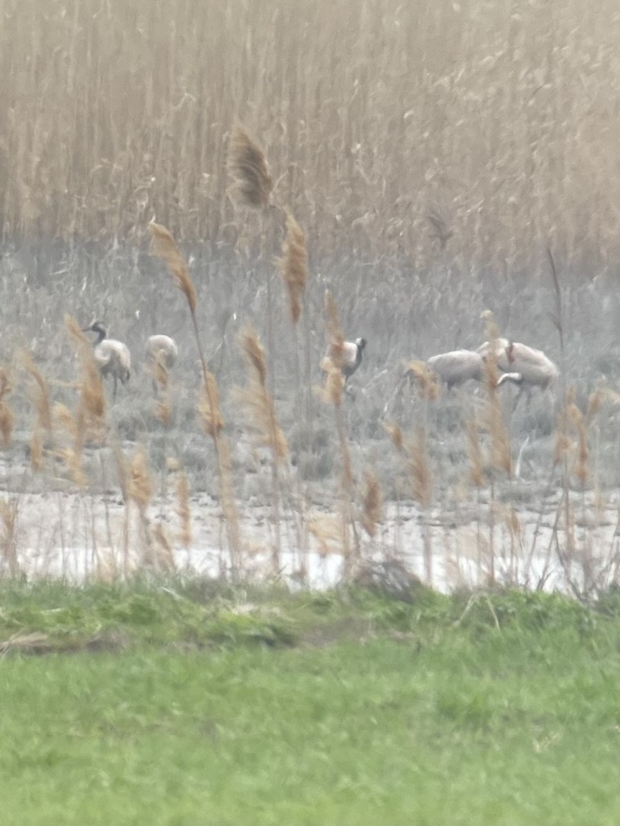 Common Crane - ML633103218