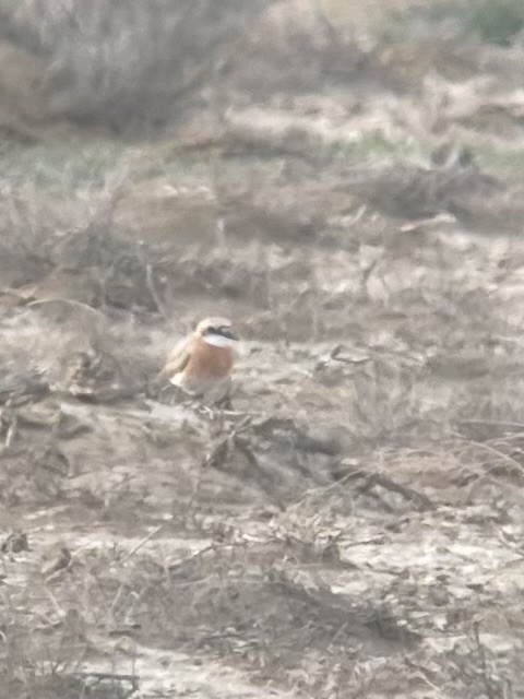 Greater Sand-Plover - ML633103252