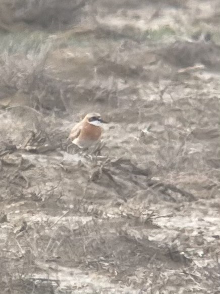 Greater Sand-Plover - ML633103253