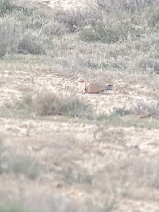 Black-bellied Sandgrouse - ML633103255