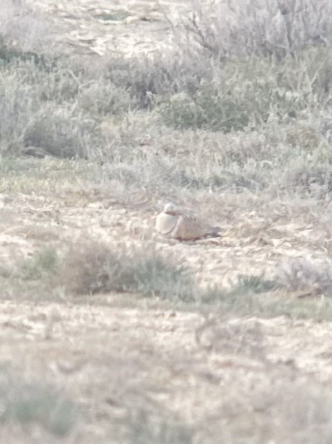 Black-bellied Sandgrouse - ML633103256