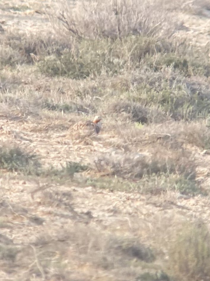 Black-bellied Sandgrouse - ML633103257