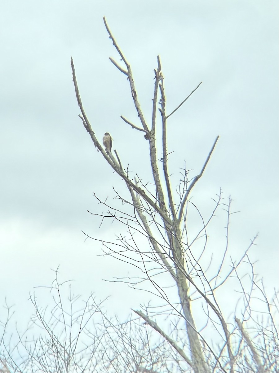 Sharp-shinned Hawk - ML633103297