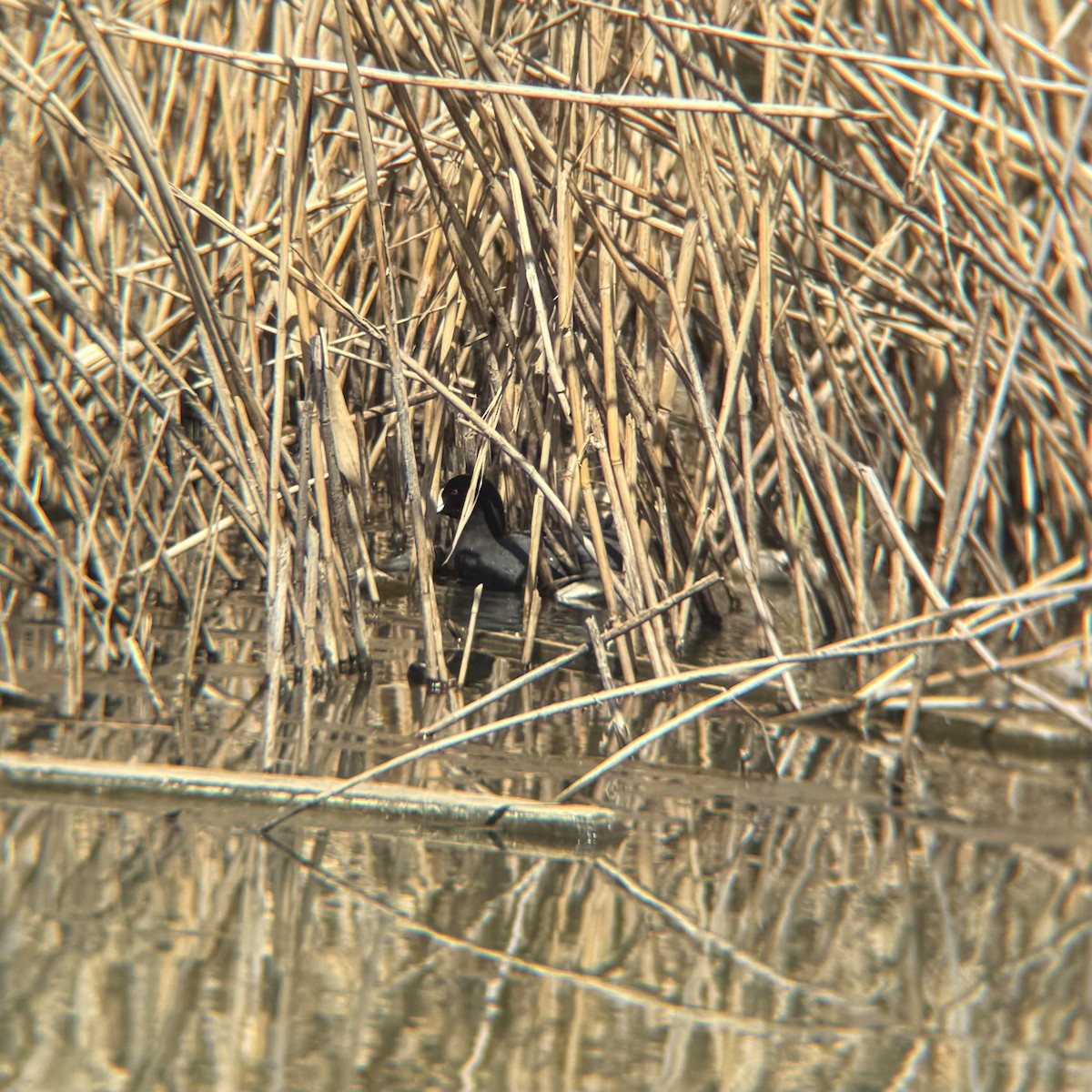 American Coot - ML633103395
