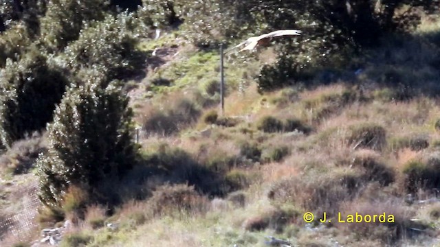 Red Kite - ML633103466