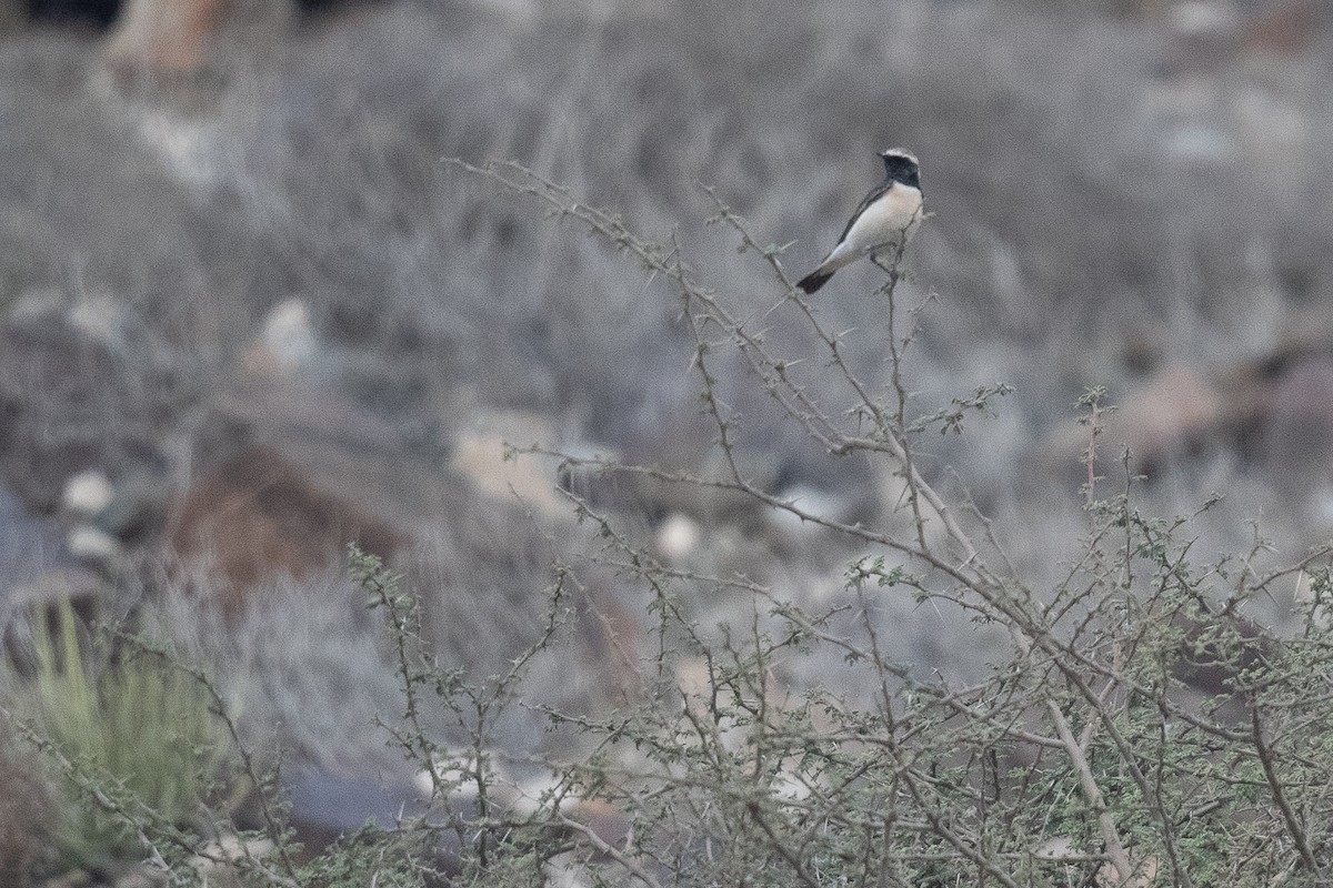 Collalba Pía - ML633103552