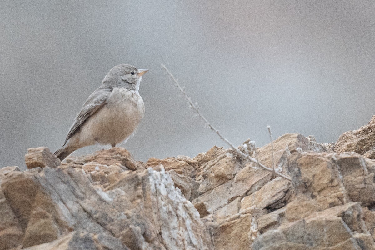 Desert Lark - ML633103571