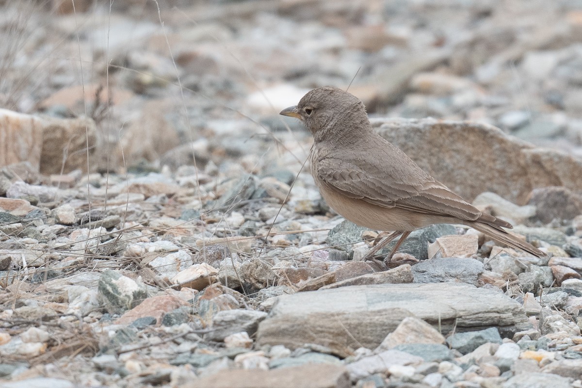 Desert Lark - ML633103573