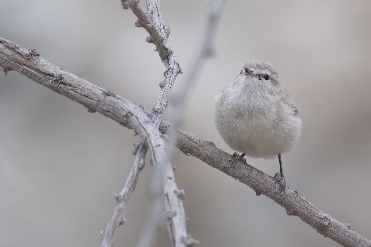 Plain Leaf Warbler - ML633103575