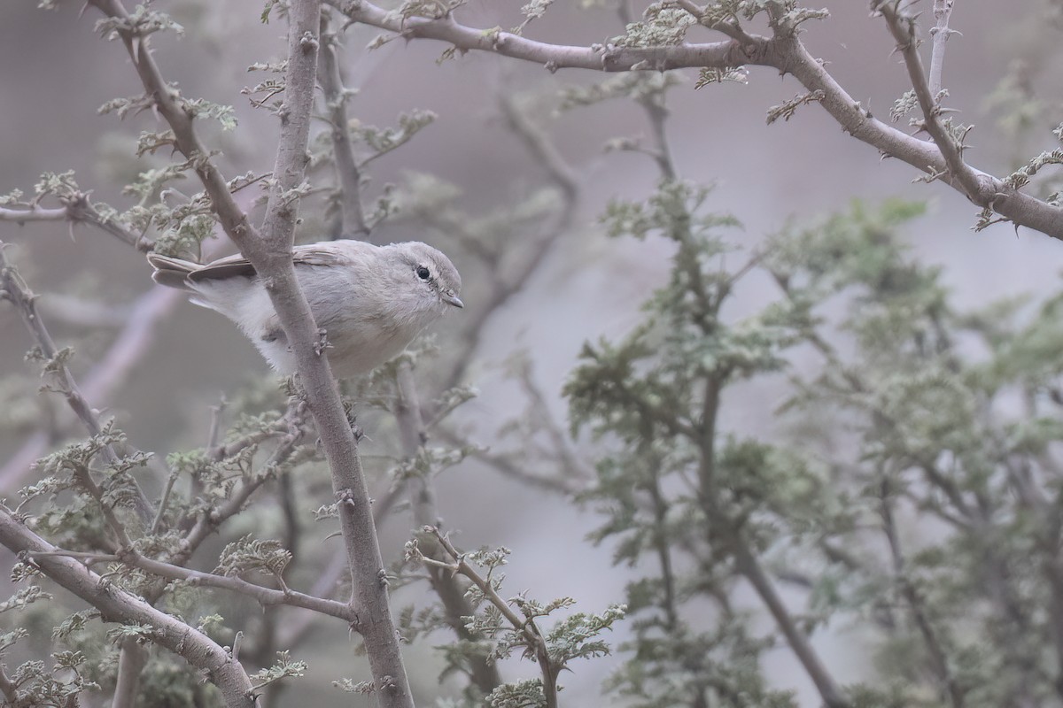 Plain Leaf Warbler - ML633103576