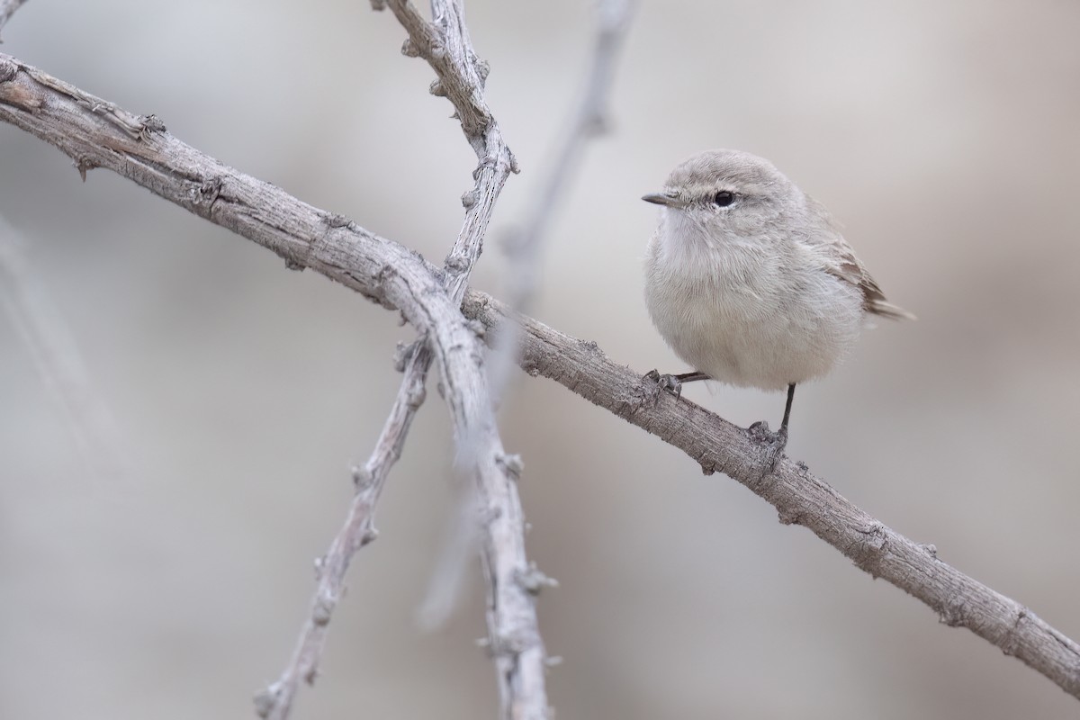 Plain Leaf Warbler - ML633103577