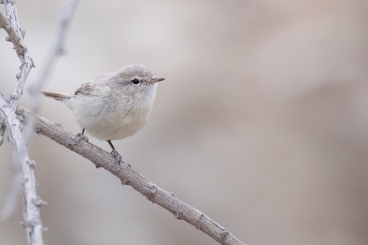Plain Leaf Warbler - ML633103578