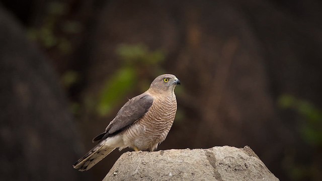 shikrahauk - ML633103683