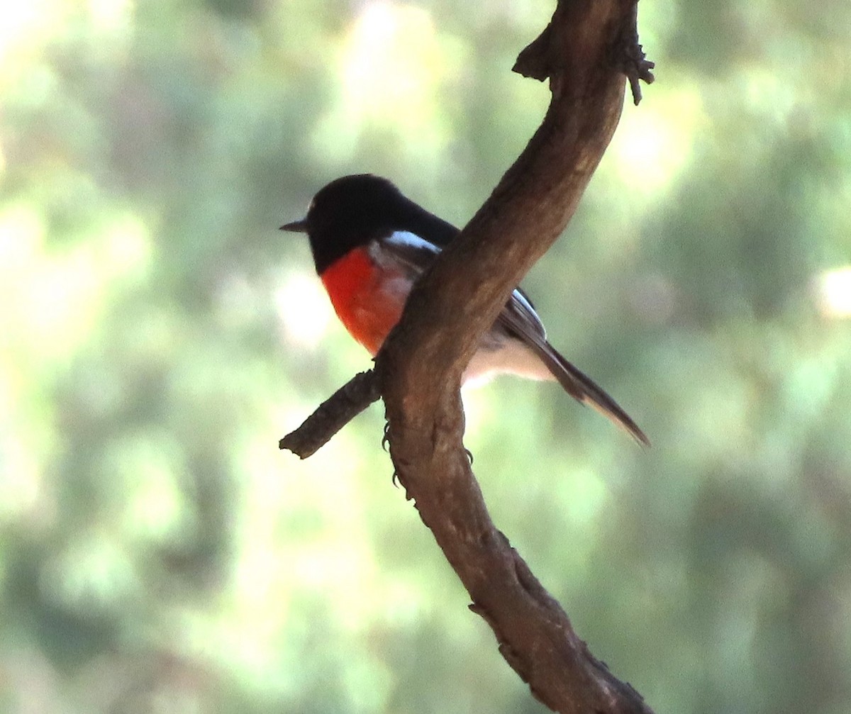 Scarlet Robin - ML633103747