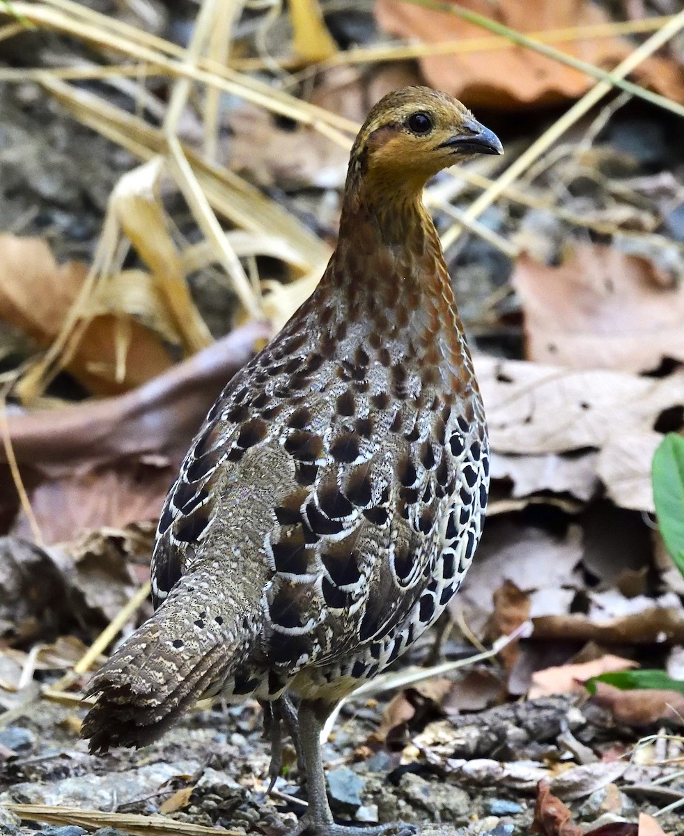 Mountain Bamboo-Partridge - ML633103788