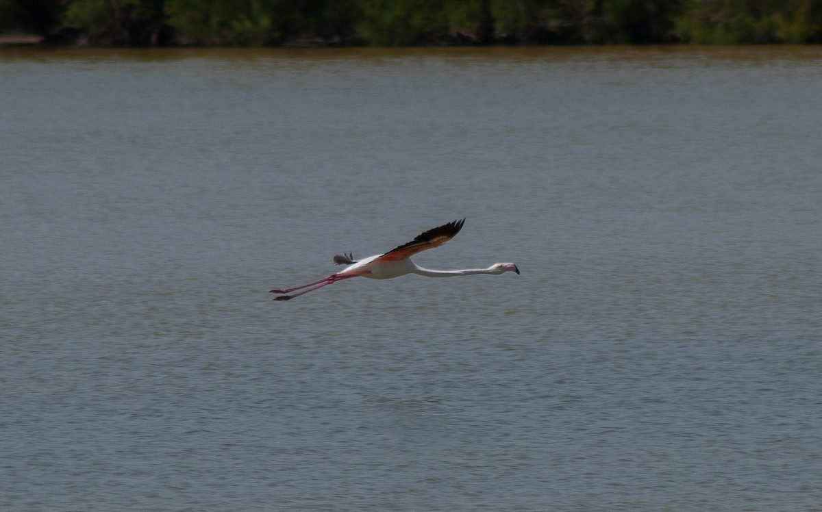 Greater Flamingo - ML633103843